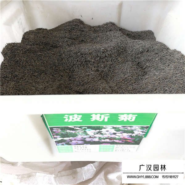 波斯菊種子多少錢一斤(圖1)