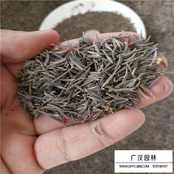 波斯菊種子價格是多少(圖3)
