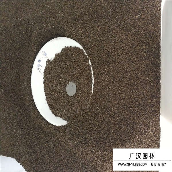 千鳥草種子多少錢一斤(圖2)
