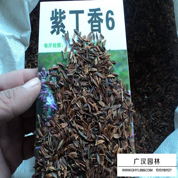 紫丁香種子(圖1)