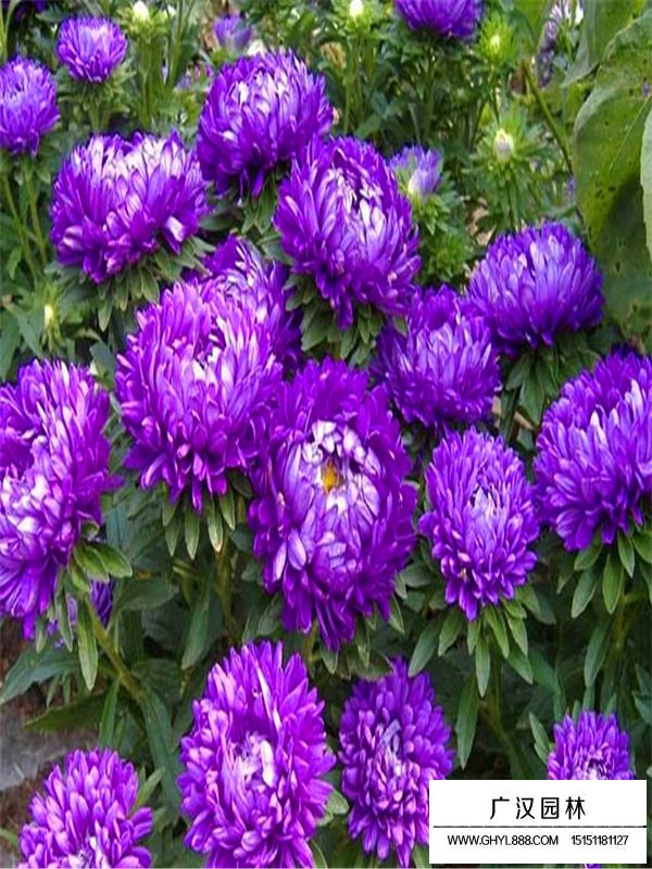 翠菊是菊花的一種嗎(圖1)