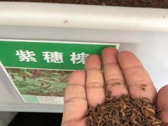 紫穗槐種子