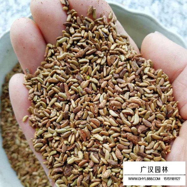 紫穗槐種子(圖2)