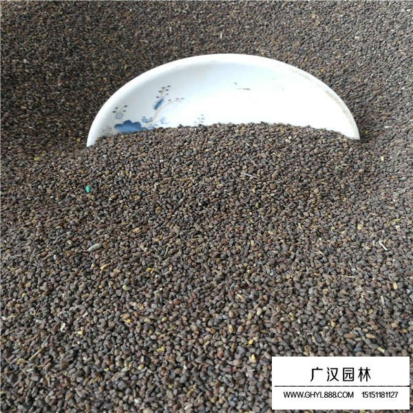二月蘭種子好種植嗎(圖3)