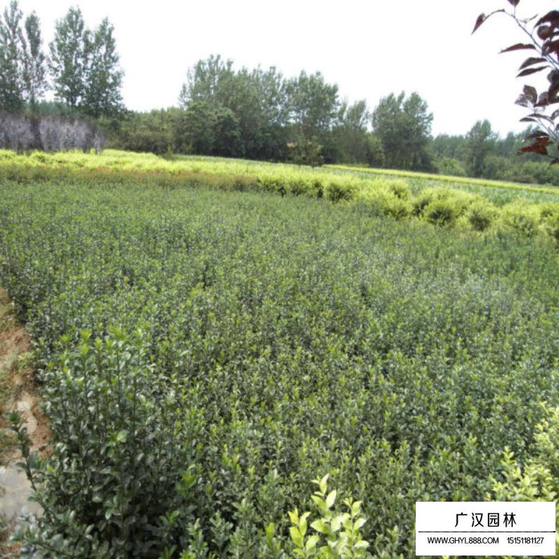 大葉黃楊生長環境(圖1)