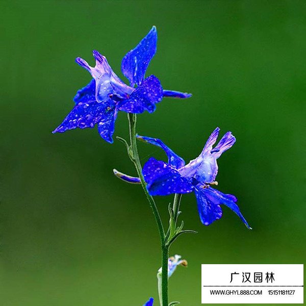 飛燕草好種植嗎(圖2)
