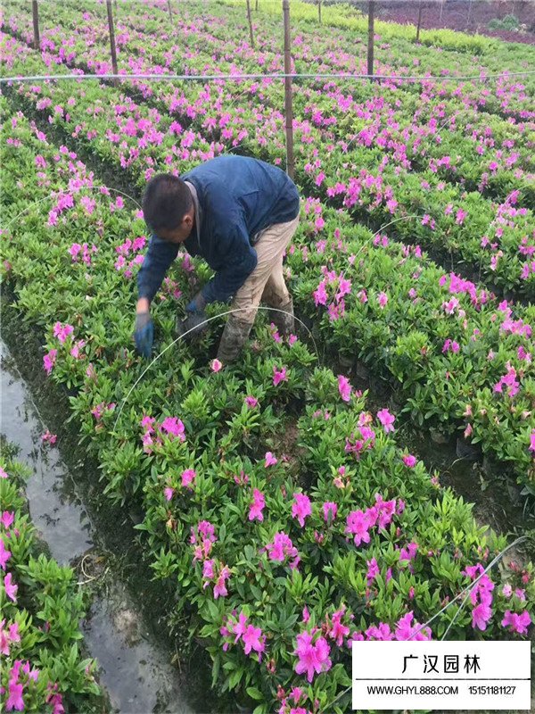 毛娟花(圖1)