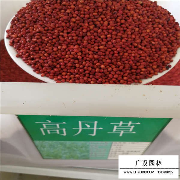高丹草種子多久發芽(圖1)