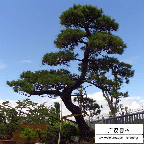 黑松(圖4)