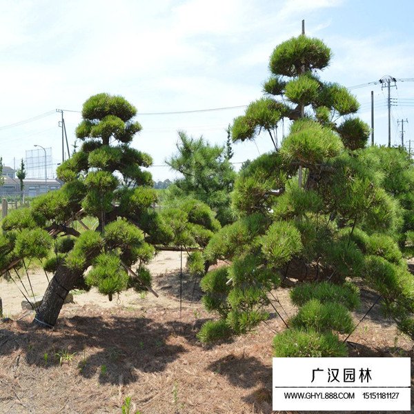 黑松簡介(圖3)