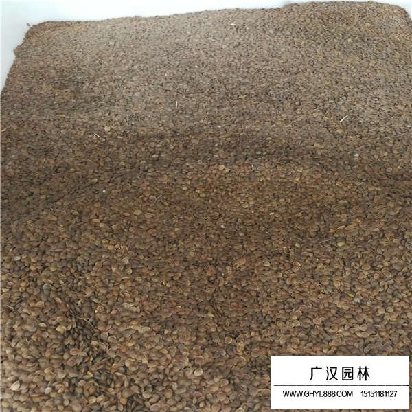 含羞草種子多久發芽呢(圖2)