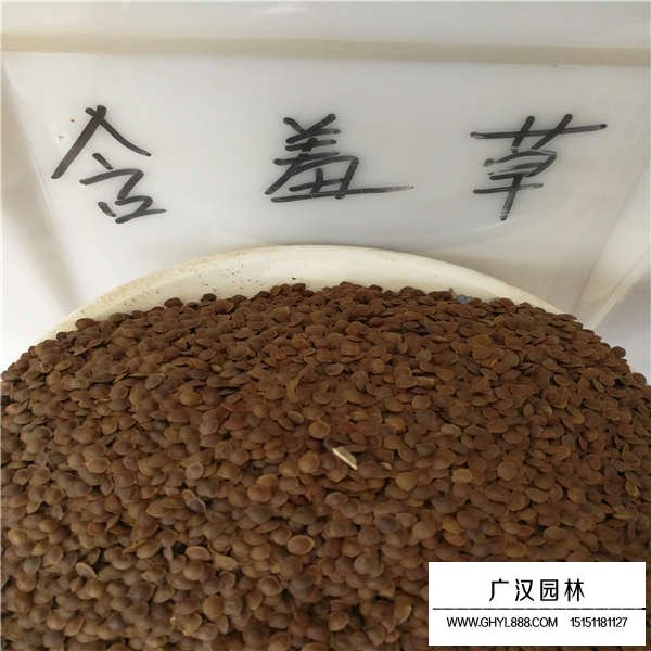 含羞草種子多少錢一斤(圖1)