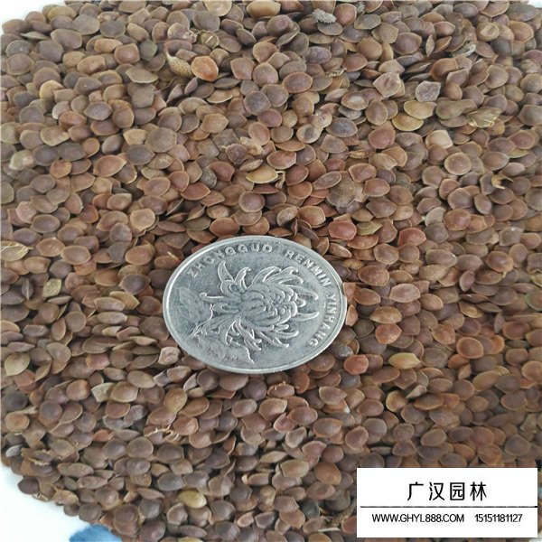 含羞草種子多少錢一斤(圖3)