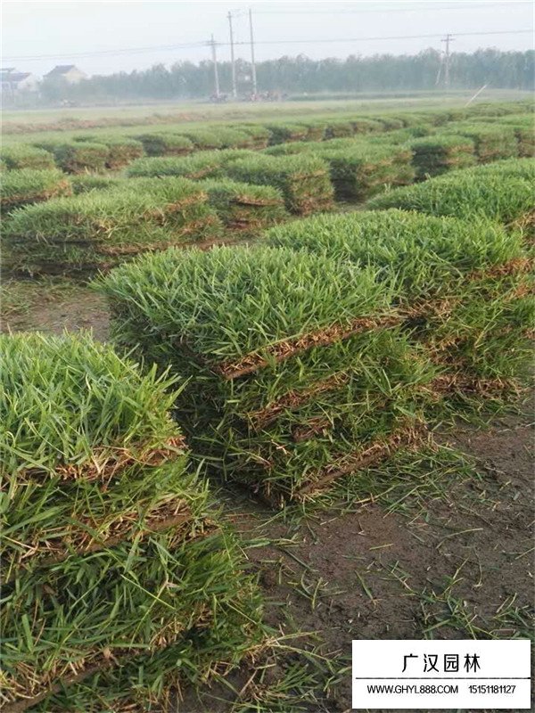 百慕大草坪優點(圖3)