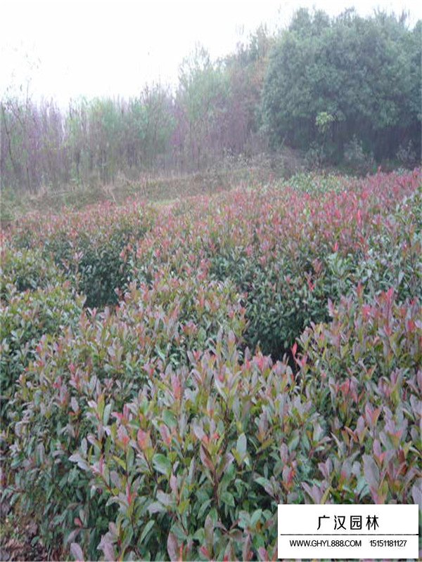 紅頭石楠介紹(圖3)