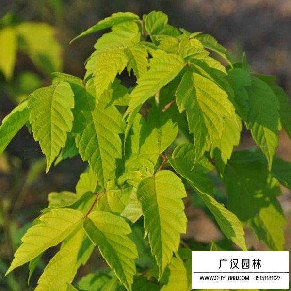 金葉復葉槭介紹(圖1)