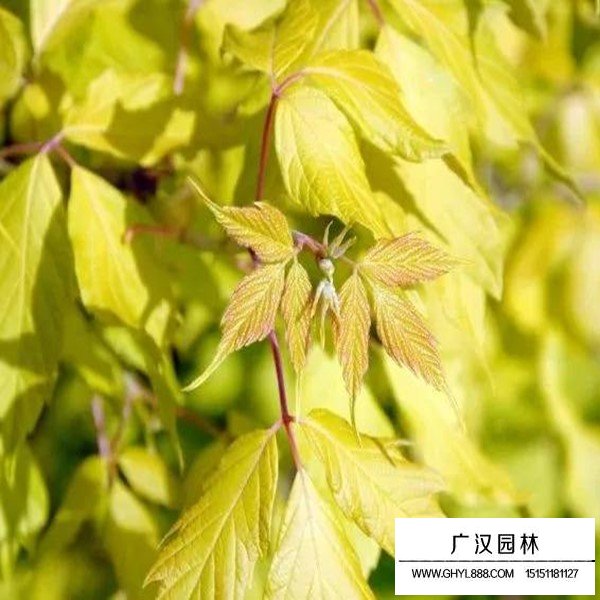 金葉復葉槭介紹(圖2)