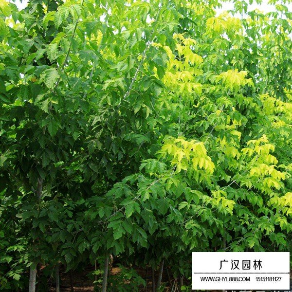 金葉復葉槭介紹(圖3)