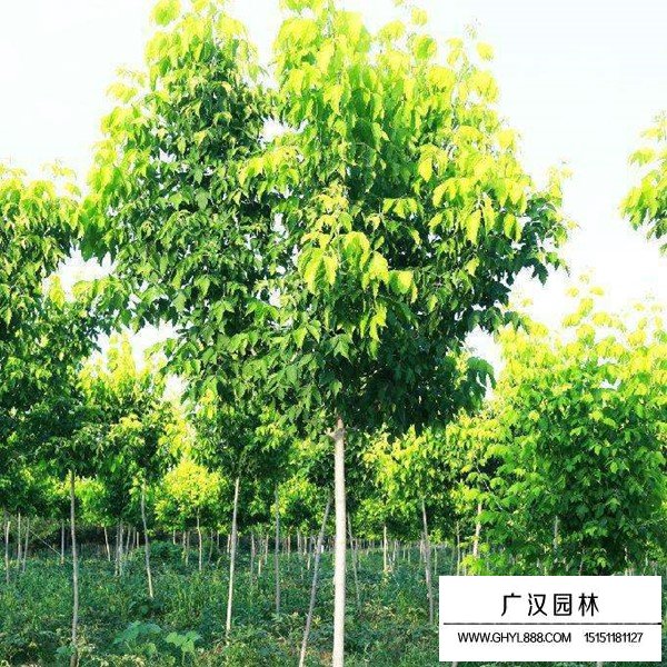 金葉復葉槭介紹(圖4)