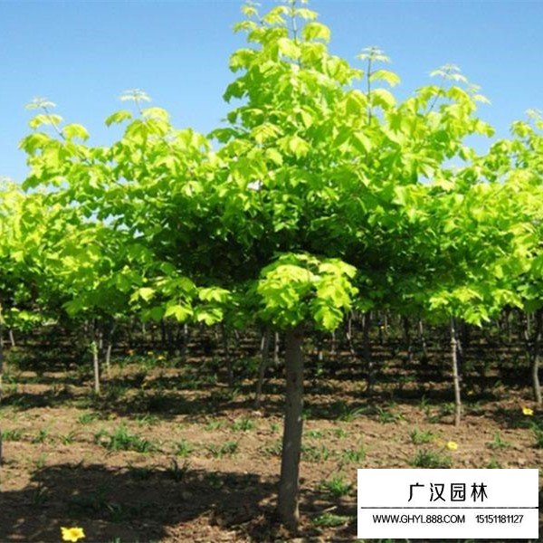 金葉復葉槭的繁殖方法(圖3)