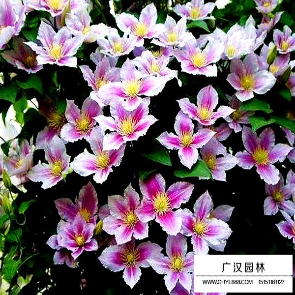 鐵線蓮介紹(圖1)