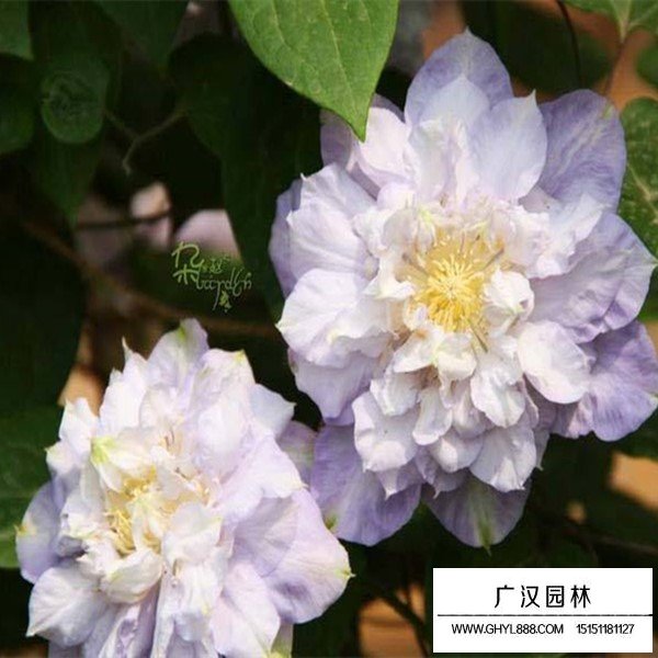 鐵線蓮介紹(圖3)