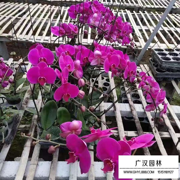 蝴蝶蘭介紹(圖4)