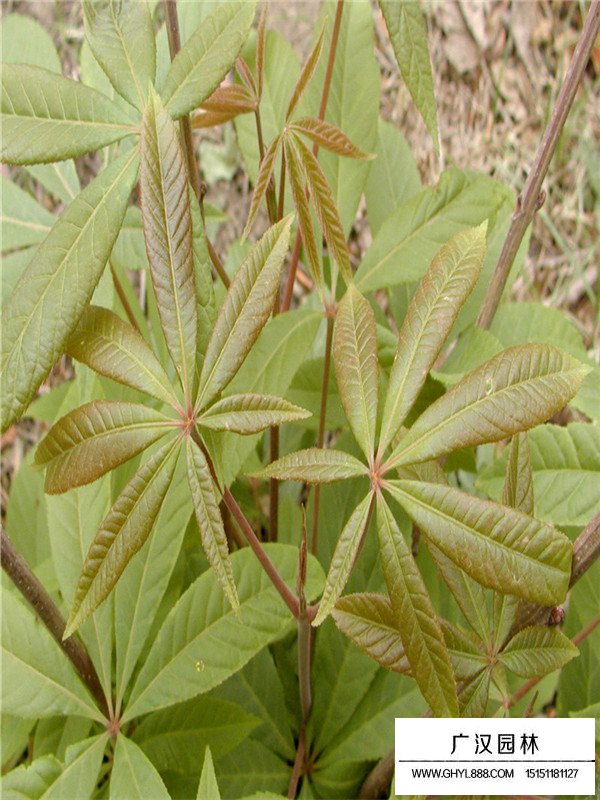 紅花七葉樹簡介(圖1)