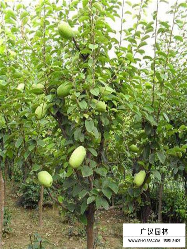 木瓜樹簡介(圖3)