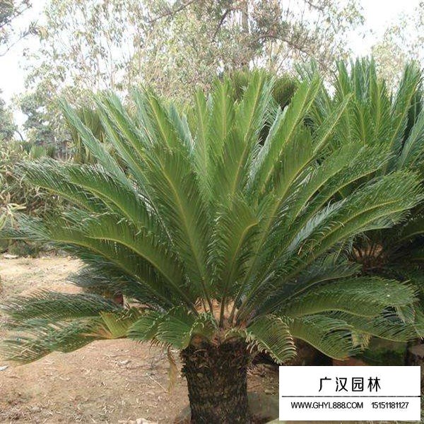 蘇鐵介紹(圖1)