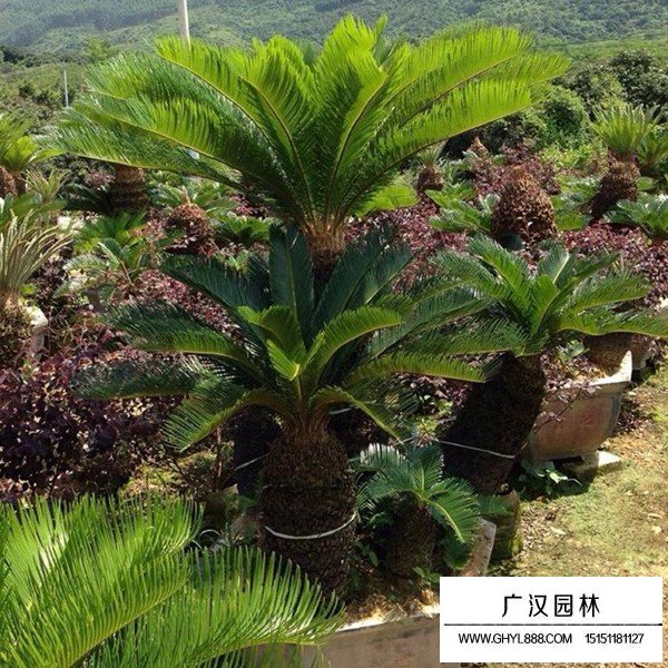 蘇鐵介紹(圖3)