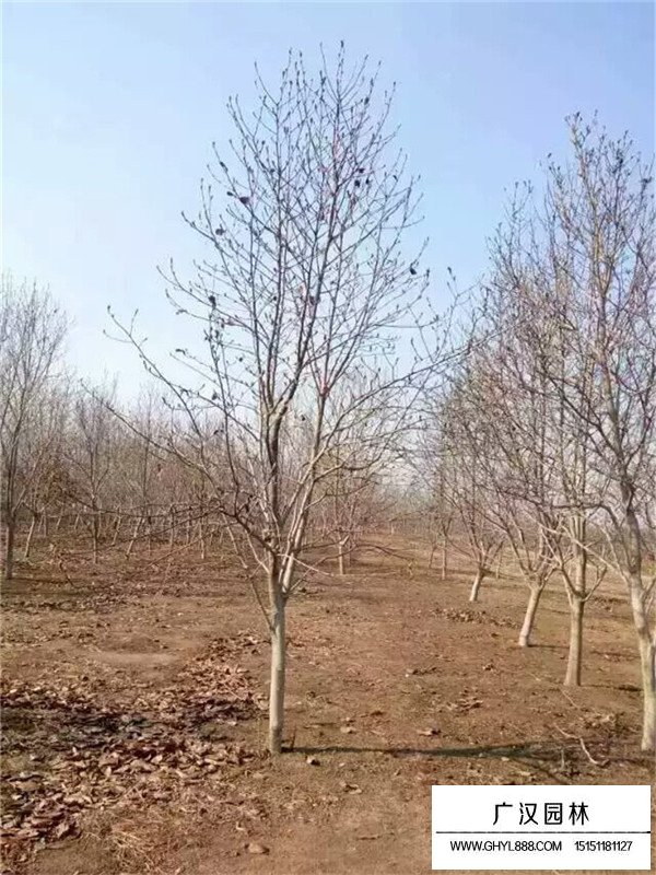 紫玉蘭價格(圖4)