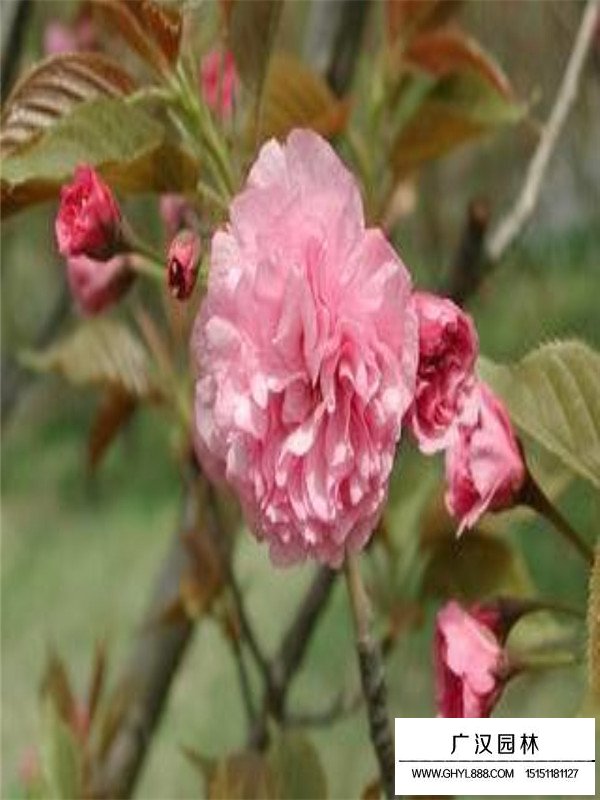 福建山櫻花介紹(圖1)