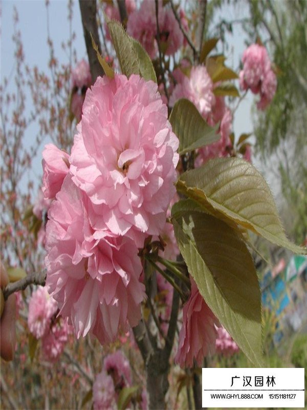 福建山櫻花介紹(圖3)