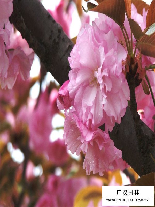 福建山櫻花介紹(圖4)
