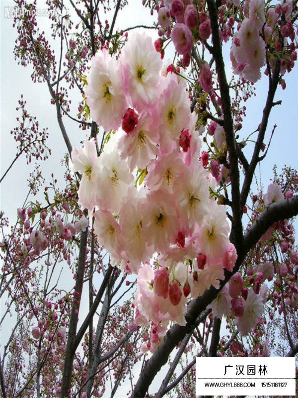 福建山櫻花簡介(圖3)