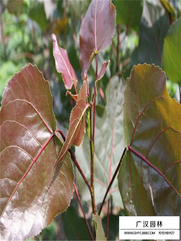 紅葉楊介紹(圖3)