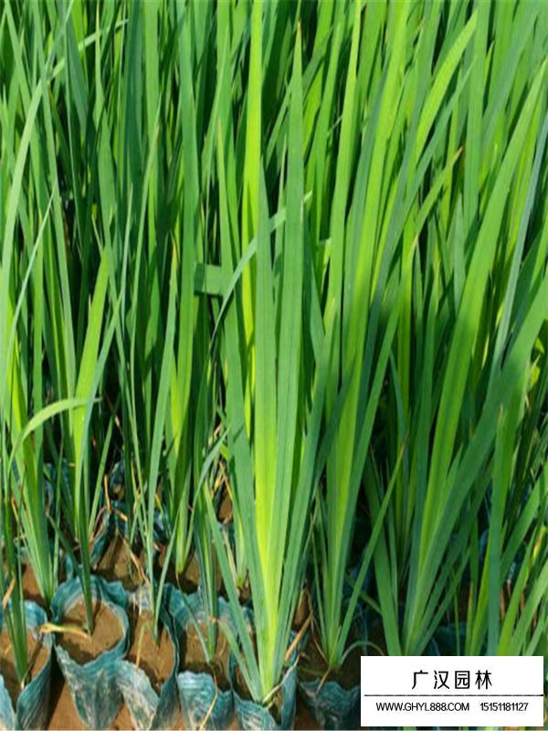 黃菖蒲簡介(圖4)