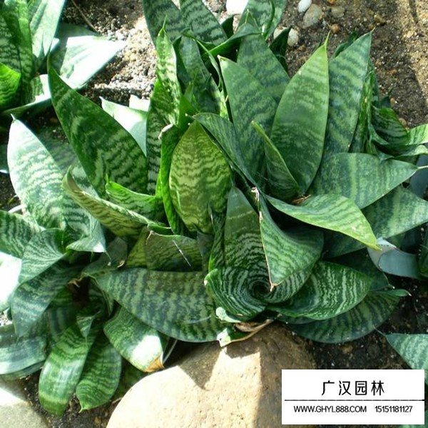 虎尾蘭介紹(圖2)