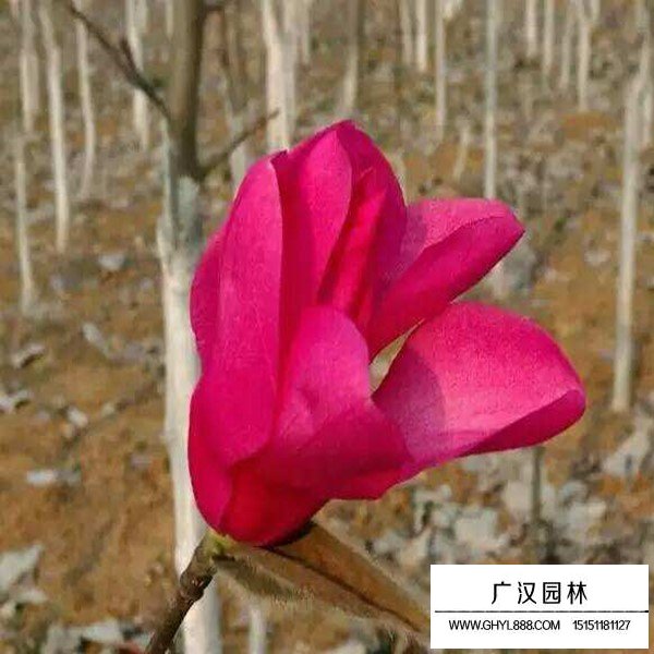 嬌紅玉蘭介紹(圖1)