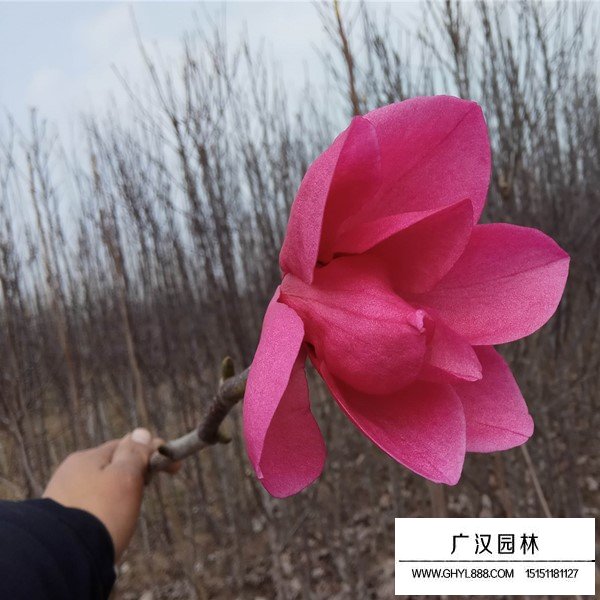 嬌紅玉蘭介紹(圖2)