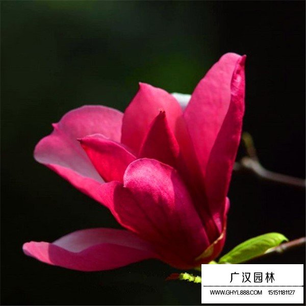 嬌紅玉蘭介紹(圖3)
