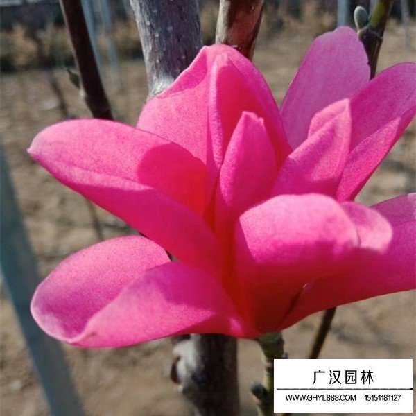 嬌紅玉蘭介紹(圖4)