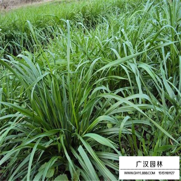 黑麥草產地在哪里(圖1)