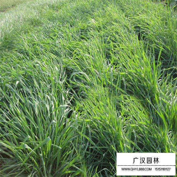 黑麥草產地在哪里(圖2)