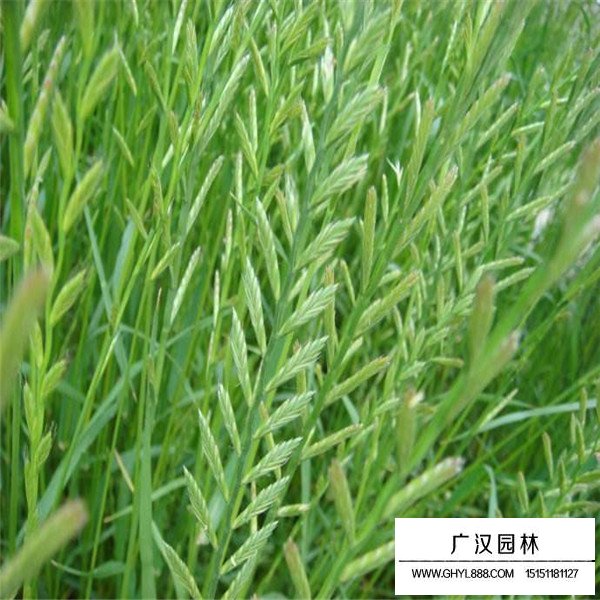黑麥草產地在哪里(圖3)