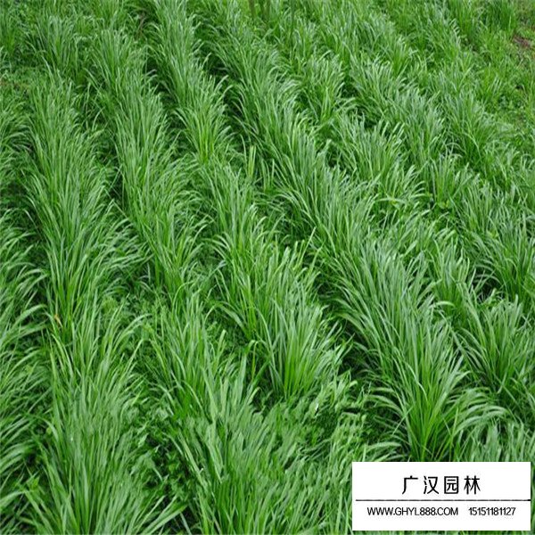 黑麥草的發芽率是多少(圖3)