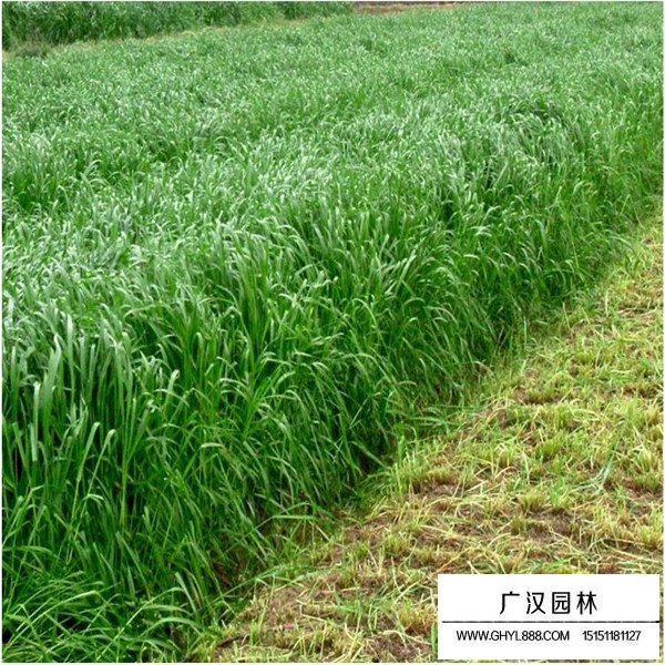 黑麥草是草坪嗎(圖2)