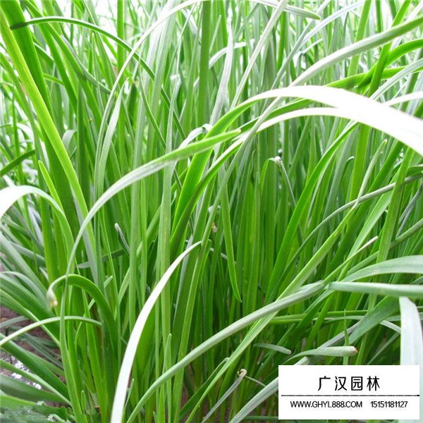 黑麥草是草坪嗎(圖3)