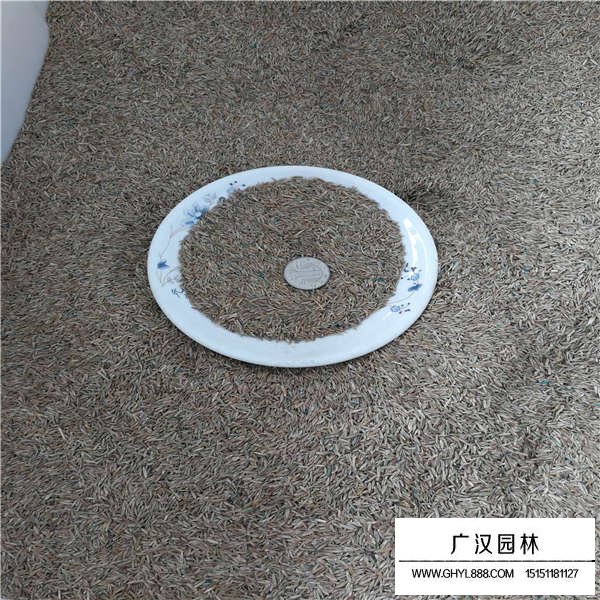 黑麥草種子貴嗎(圖3)
